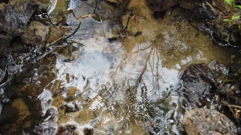Natural water stream in the forest with light and tree reflex Stock Footage 133095706