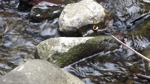 Natural water texture 2 Stock Footage 211564113