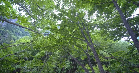 Natural waterfall Video stock 115830165