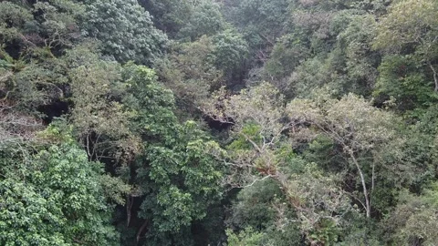 Natural waterfall in a serene forest setting surrounded by lush Stock Footage 304845406