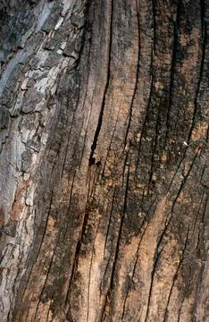 Natural weathered tree bark texture closeup showing rough cracked peeling s.. Foto stock