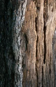 Natural weathered tree bark texture closeup showing rough cracked peeling s.. Stock Photos