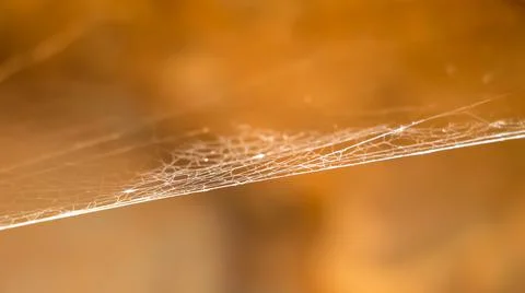 Natural web spider Stock Photos