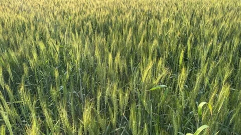 Natural Wheat Spike Pattern in Sunlit Field Scene Stock Footage 332901527