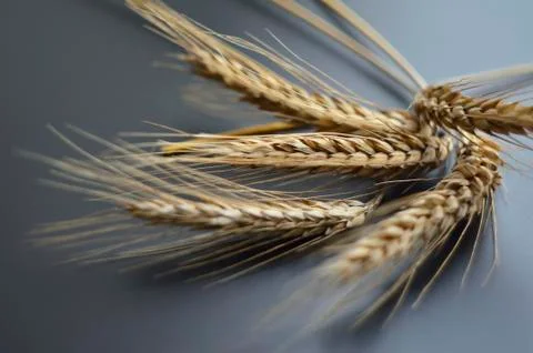Natural wheatear background Foto stock