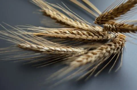 Natural wheatear background Stock Photos