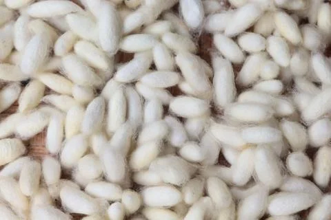 Natural white cocoon, a source of silk thread and silk fabric. Stock Photos
