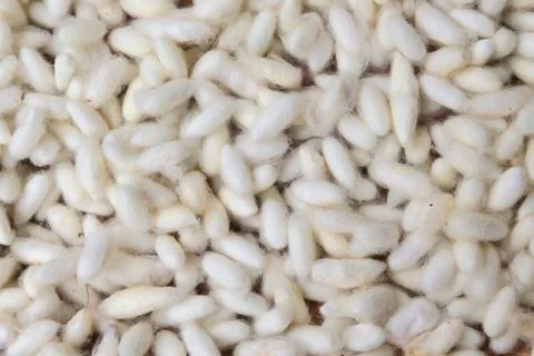 Natural white cocoon, a source of silk thread and silk fabric. Foto stock