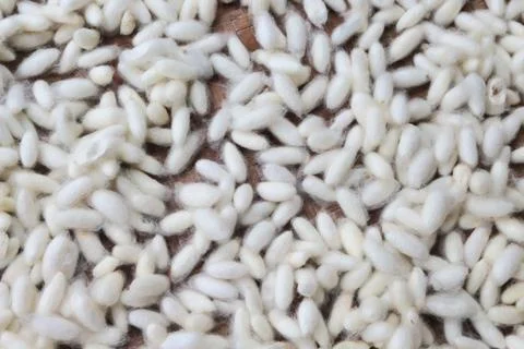 Natural white cocoon, a source of silk thread and silk fabric. Stock Photos
