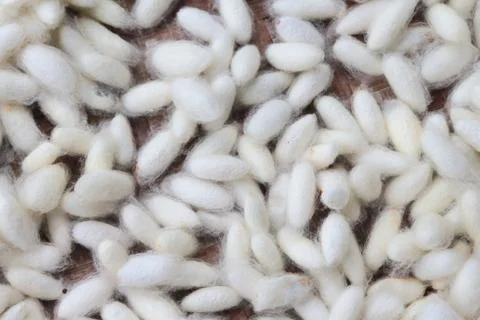 Natural white cocoon, a source of silk thread and silk fabric. Fotos Stock