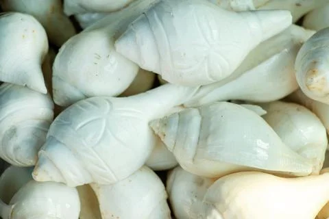 Natural white conch shells stacked together in close up view. Stock Photos