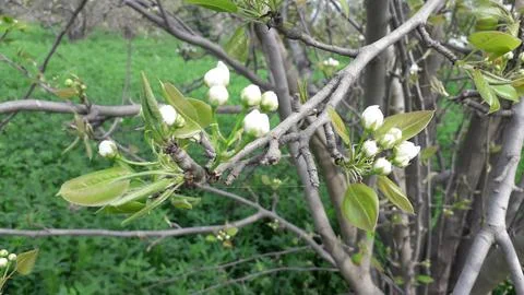 A natural White Flowers Of Pear Tree with green leaves. Foto stock