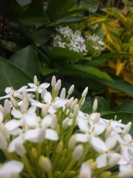 Natural white 库存照片