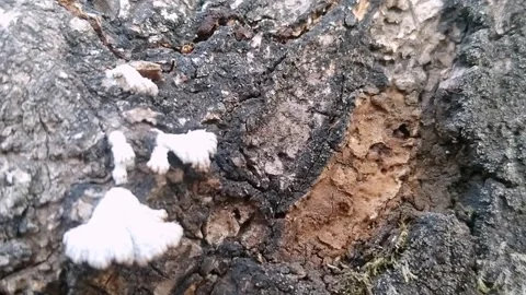 Natural White Polypore Bracket Mushroom on Tree Trunk Stock Footage 340404201