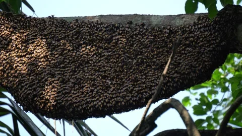 Natural Wild Bee Honeycomb Under a Tree Limb in Asian Forest. Stock Footage 335035935