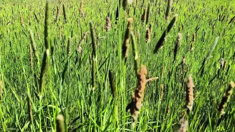 Natural Wild Grass Meadow with Field Plants in Sunny Countryside Stock Footage 334736480