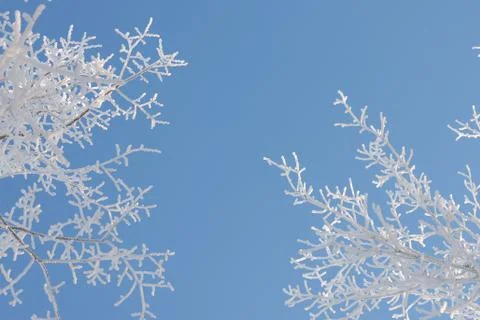 Natural winter background. Stock Photos