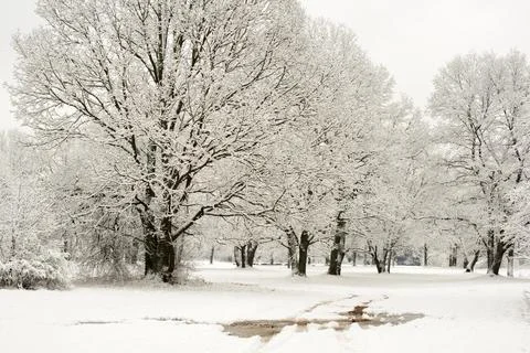 Natural winter landscape Stock Photos