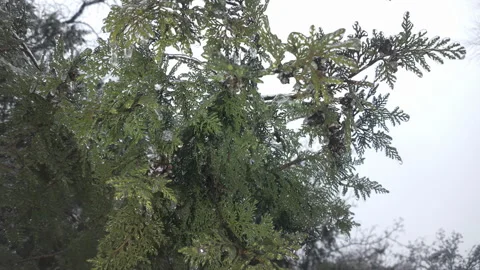Natural winter scene thuja branches tree with evergreen leaves covered in thin 動画素材 328100742
