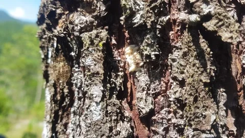 Natural wood Stock Footage 206089119