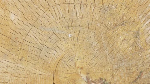 Natural Wood Grain Texture Background, cross section, annual rings 库存影片 335221981