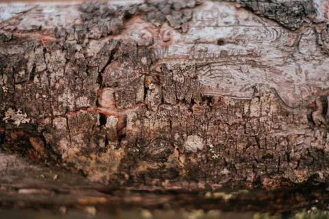 Natural wooden bark texture Stock Photos