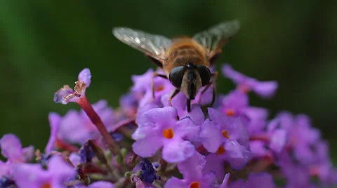 Natural world - Bee Stock Footage 27371214