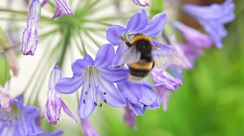 Natural world - Bumblebee on flower Stock Footage 27387546