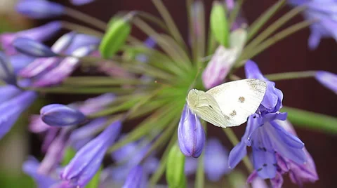 Natural world - Buttefly Stock Footage 27381829