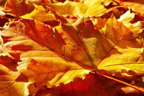 Natural yellow autumn maple leaf on fallen leaves close up Stock Photos