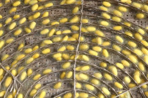 Natural yellow cocoon, a source of silk thread and silk fabric. 스톡 사진