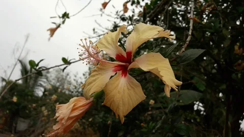 Natural yellow hibiscus Stock Footage 126288331