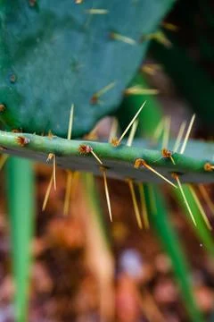 Natural,cactus, texture,cactus, needles,macro. Peruvian Desert, Peru Stock Photos