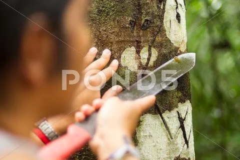Naturalist Guide Explaining Sangre De Dragon Extraction Focus On Tree Bark Stock Photos