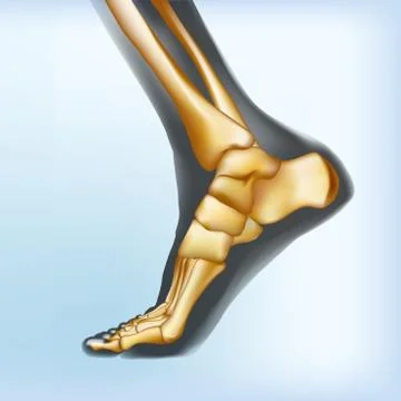 Naturalistic visualization of bones of foot. Stock Illustration