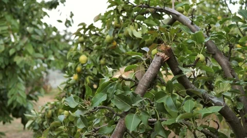 Naturally broken branch of pear tree. Storm damaged the garden. Stock Footage 285456801