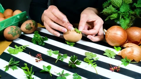 Naturally colored Easter eggs with onion skin and dried flowers by woman Stock Footage 171912127
