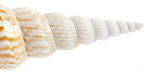 Naturally Designed Shape of a Beautiful Seashell. Stock-Footage 56285839