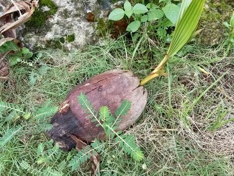 A naturally growing coconut sapling. Fotos de archivo