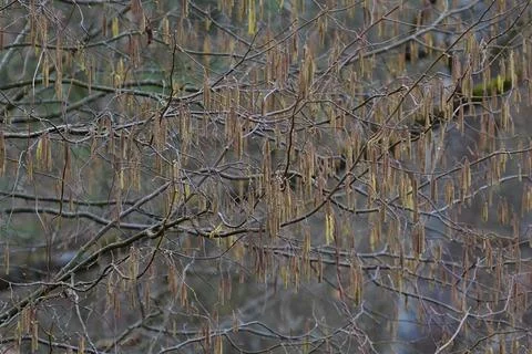 Naturals background of spring trees. Stock Photos