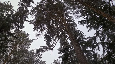 Nature 00205348 库存影片 127436346