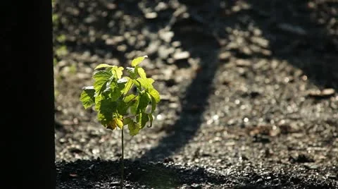 Nature 004 Stock Footage 18099479