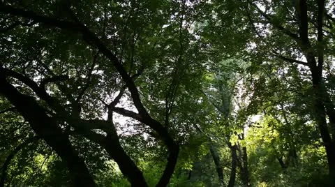 Nature 006 Stock Footage 18099946
