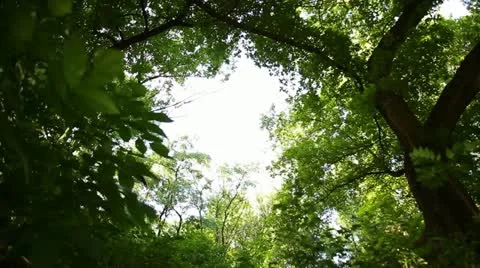 Nature 007 Stock Footage 18100159