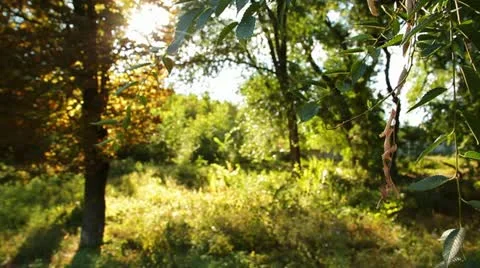 Nature 009 Stock Footage 18100519