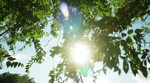 Nature 010 Stock Footage 18100633
