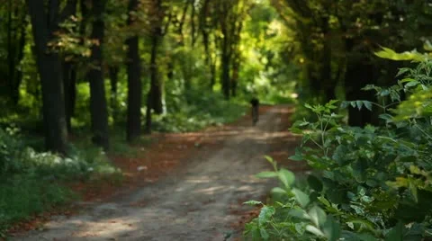 Nature 011 Stock Footage 18100886