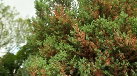 Nature 012 Stock Footage 18101633
