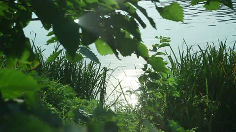 Nature 015 Vídeos de archivo 25843503