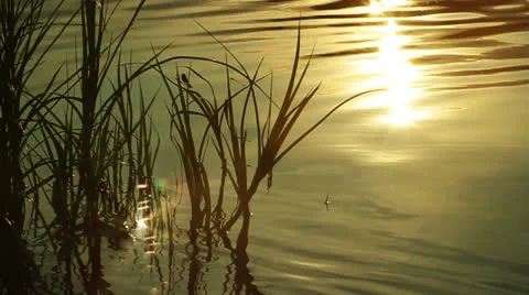 Nature 017 Stock Footage 25843476